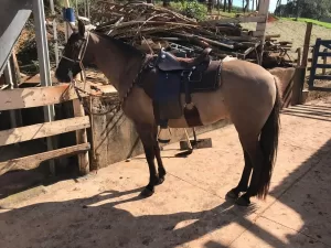 A Manta Muladeiro é ideal para viagens longas em mulas, oferecendo conforto durante a montaria. Manta Estradeira Abufalado: Montaria de primeira classe.