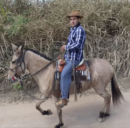 Manta Estradeira para viagens longas: resistência duradoura para sua mula. Mais conforto e respeito à sua mula. Se vai viajar, vá de primeira classe.